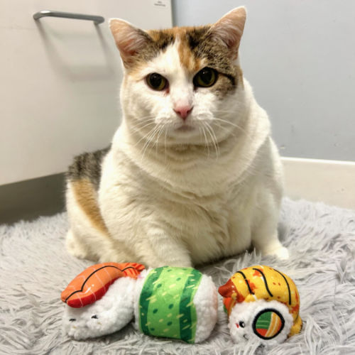 Queen Callie - Muirfield Animal Hospital, Dublin, Ohio