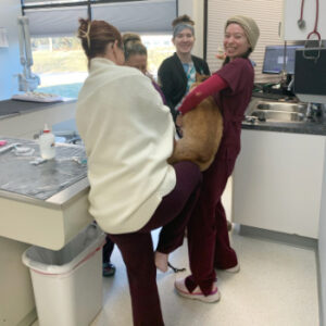 Muirfield Animal Hospital, Dublin, Ohio