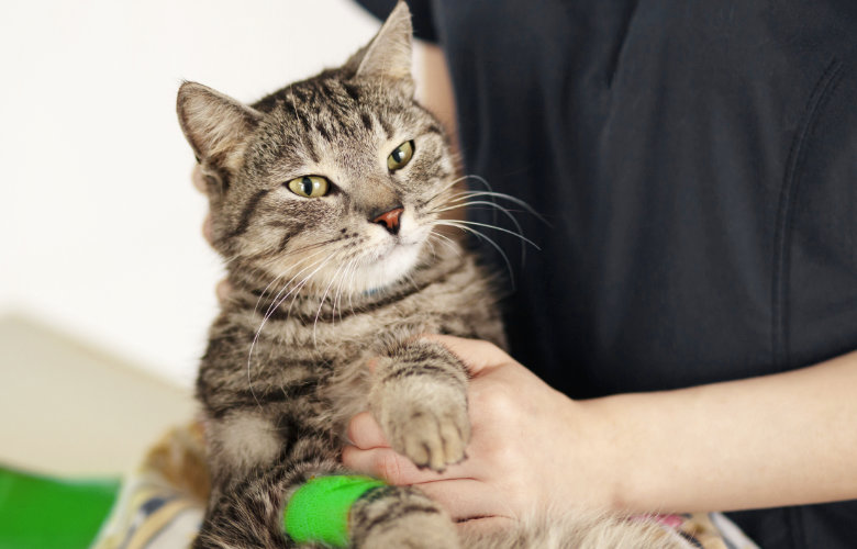 Veterinary Urgent Care and Emergency, Muirfield Animal Hospital