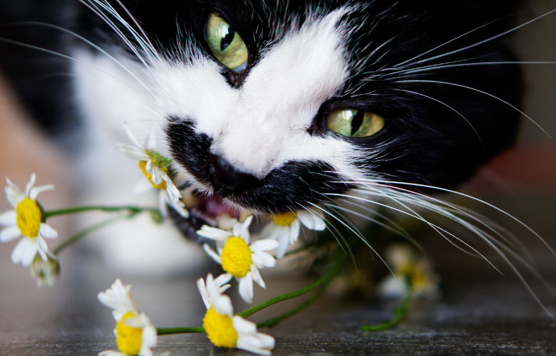 Veterinary Urgent Care and Emergency, Muirfield Animal Hospital