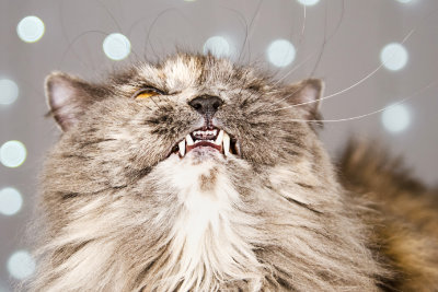 Surgical and Dental Care at Muirfield Animal Hospital, Dublin Ohio