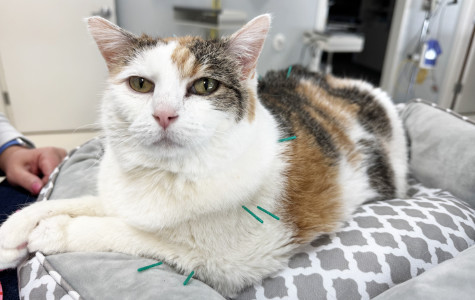 Integrative Medicine & Acupuncture, Muirfield Animal Hospital, Dublin, Ohio