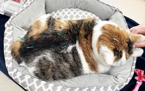 Integrative Medicine & Acupuncture, Muirfield Animal Hospital, Dublin, Ohio