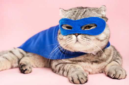 Veterinary Medical Care at Muirfield Animal Hospital