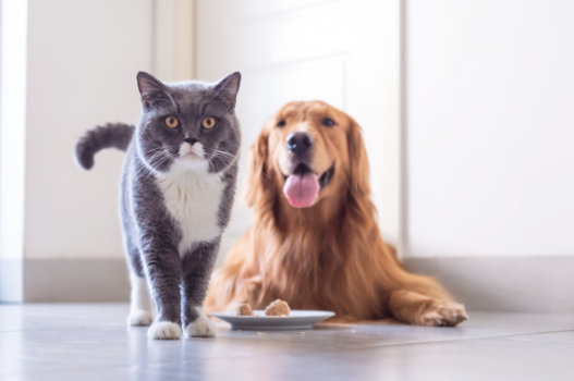 Behavior & Nutrition Consultation, Muirfield Animal Hospital, Dublin, Ohio