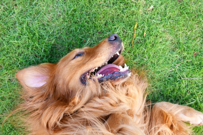 Surgical and Dental Care at Muirfield Animal Hospital, Dublin Ohio