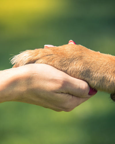 Muirfield Animal Hospital, Dublin, Ohio
