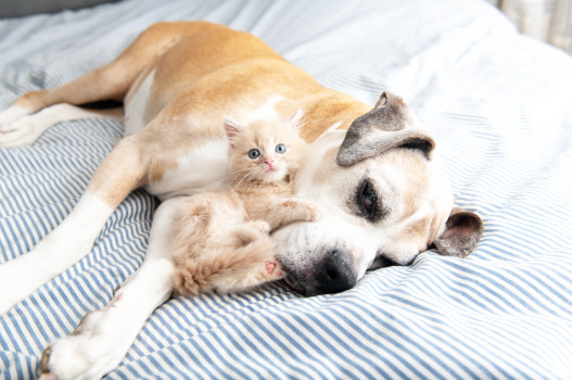 Adult and Senior Pet Care Checklist, Muirfield Animal Hospital