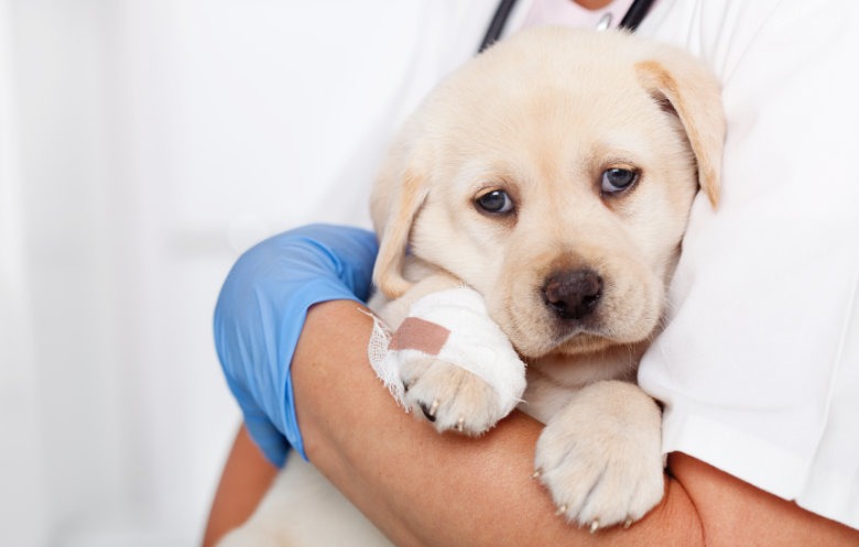 Veterinary Urgent Care and Emergency, Muirfield Animal Hospital