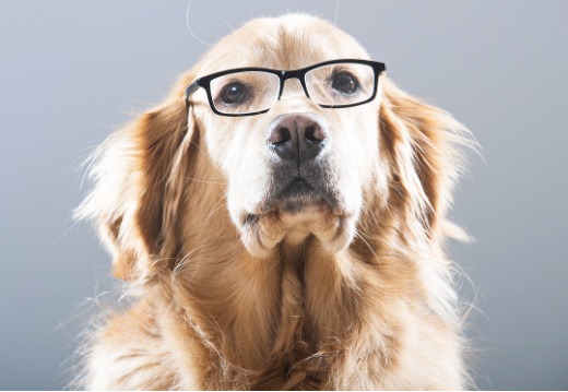 Medication Refill Request Form, Muirfield Animal Hospital, Dublin Ohio