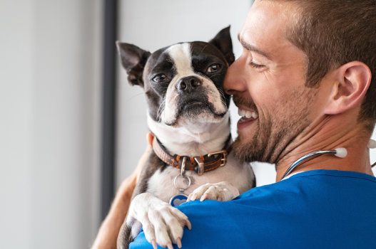 Surgical and Dental Care at Muirfield Animal Hospital, Dublin Ohio