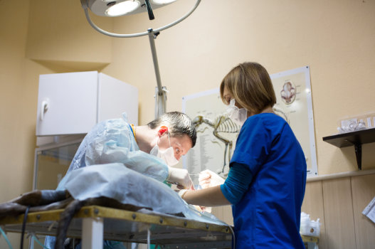 Surgical and Dental Care at Muirfield Animal Hospital, Dublin Ohio