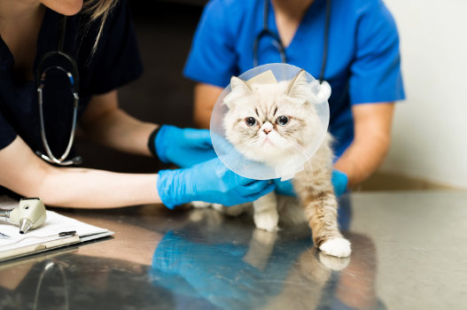 Surgical and Dental Care at Muirfield Animal Hospital, Dublin Ohio