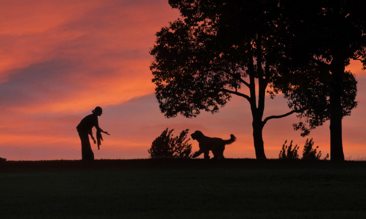 Integrative Medicine & Acupuncture, Muirfield Animal Hospital, Dublin, Ohio